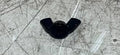 Husqvarna Wingnut, Type 2, Part Number: 530016152